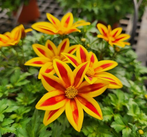 Blazing Star™