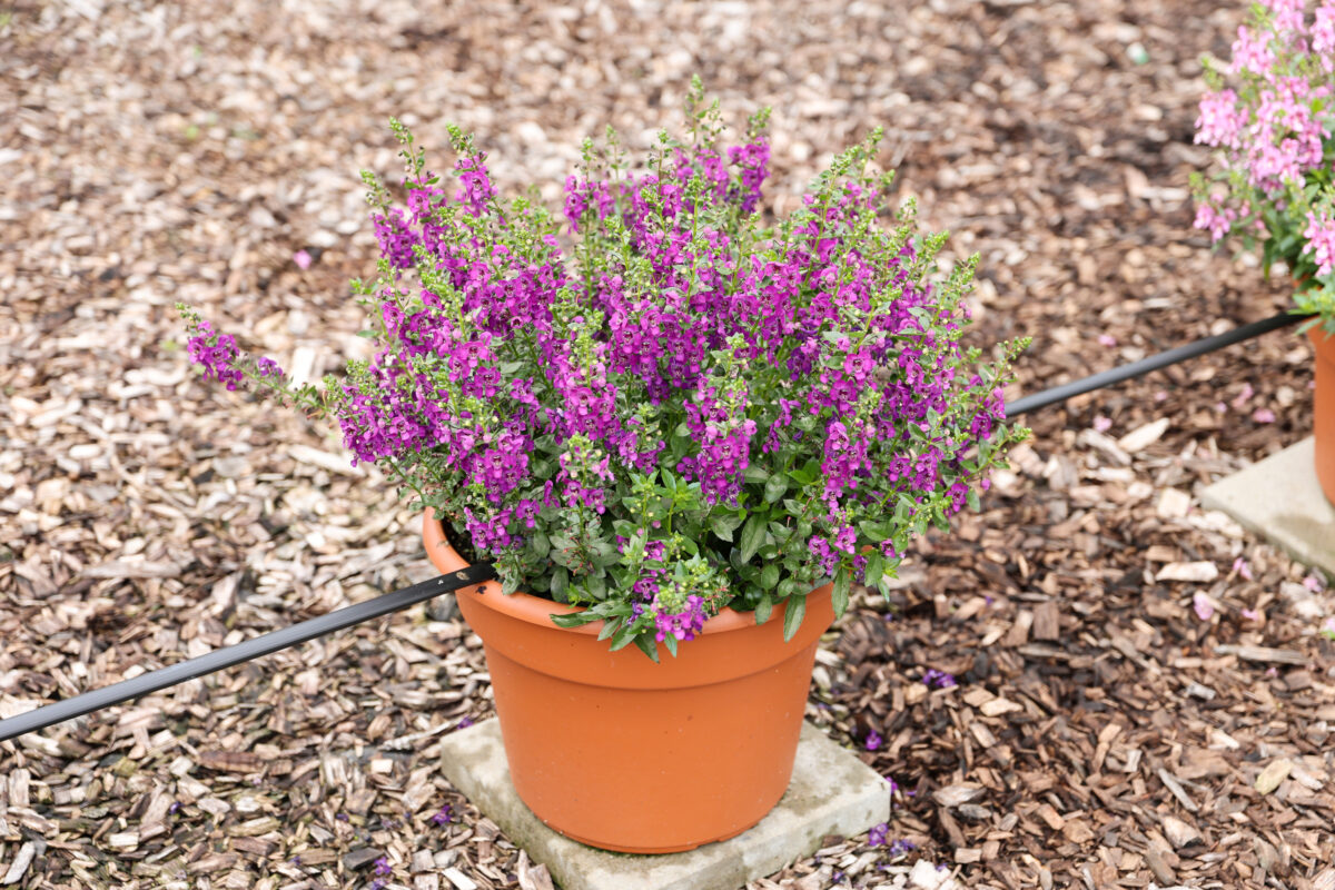 ALONIA™ Purple