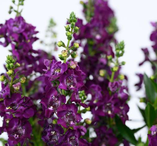 ALONIA™ Big Grape