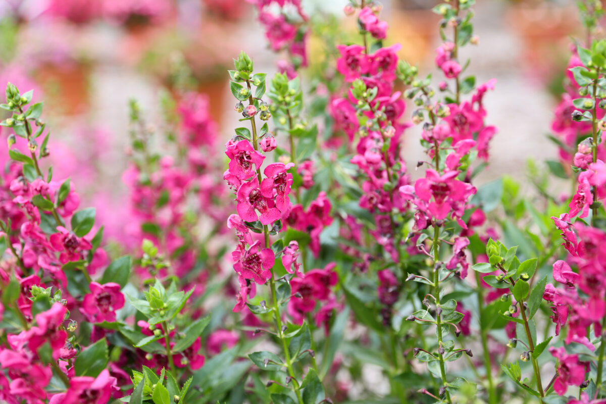 ALONIA™ Big Cherry