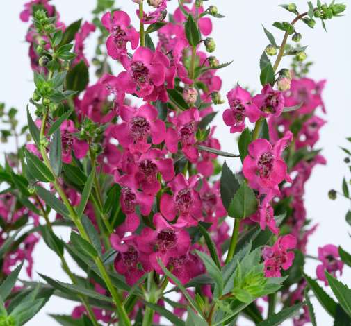 ALONIA™ Big Cherry