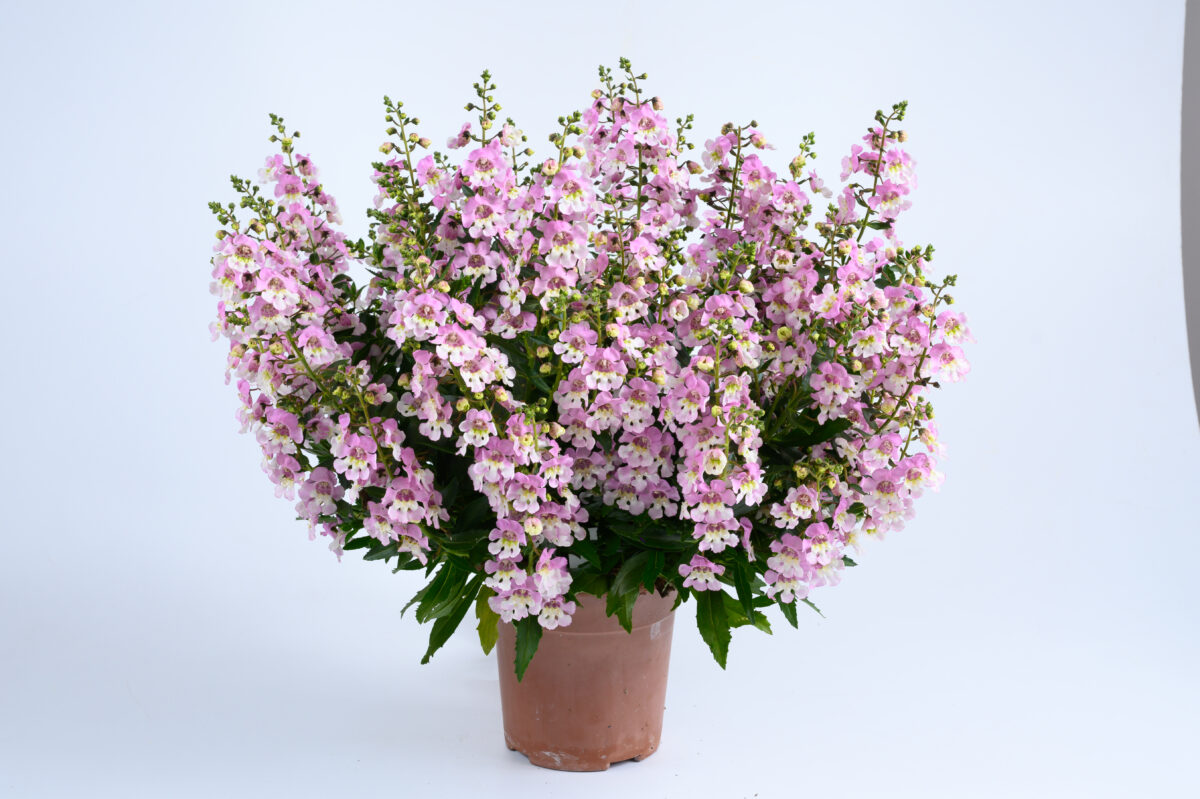 ALONIA™ Big Bicolor Pink Improved