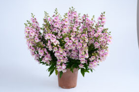 ALONIA™ Big Bicolor Pink Improved