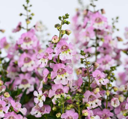 ALONIA™ Big Bicolor Pink Improved