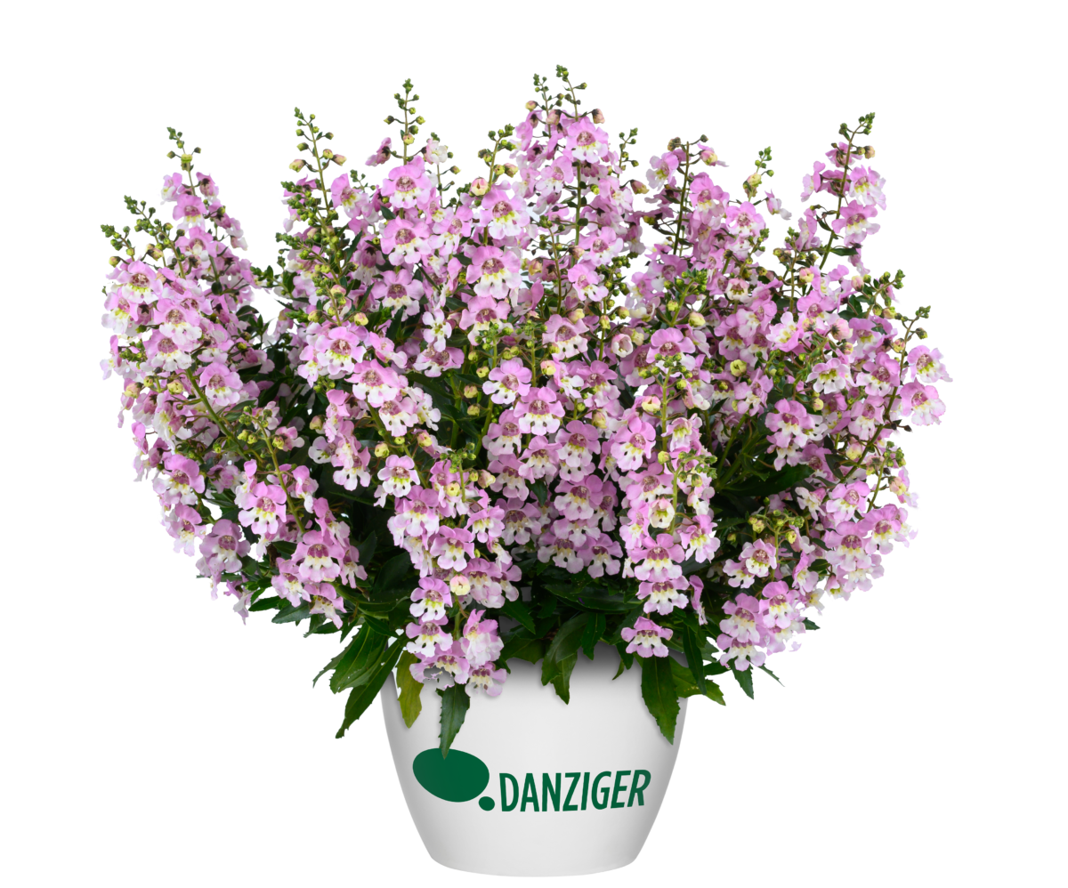 ALONIA™ Big Bicolor Pink Improved