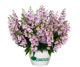 ALONIA™ Big Bicolor Pink Improved