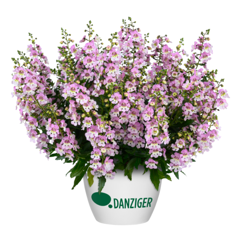 ALONIA™ Big Bicolor Pink Improved