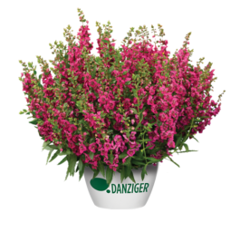 ALONIA™ Big Cherry
