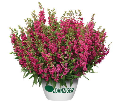 ALONIA™ Big Cherry