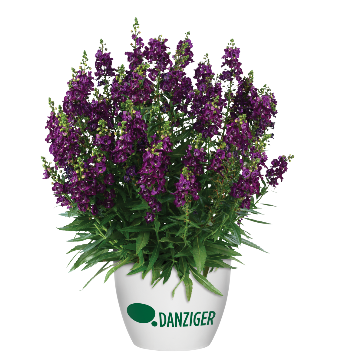 ALONIA™ Big Grape