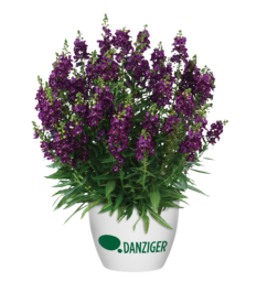 ALONIA™ Big Grape