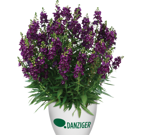 ALONIA™ Big Grape