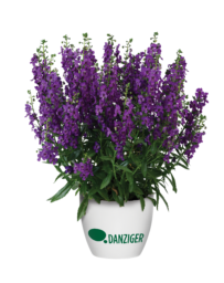 ALONIA™ Purple