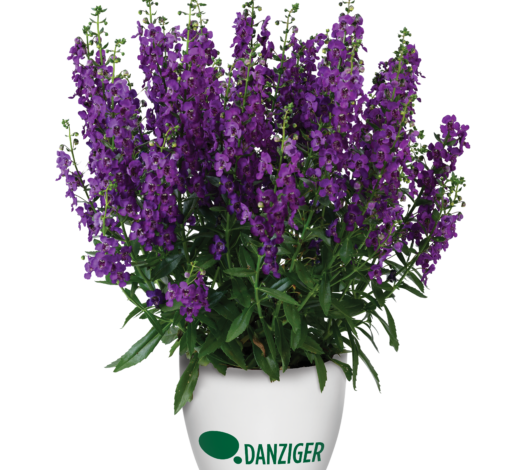 ALONIA™ Purple