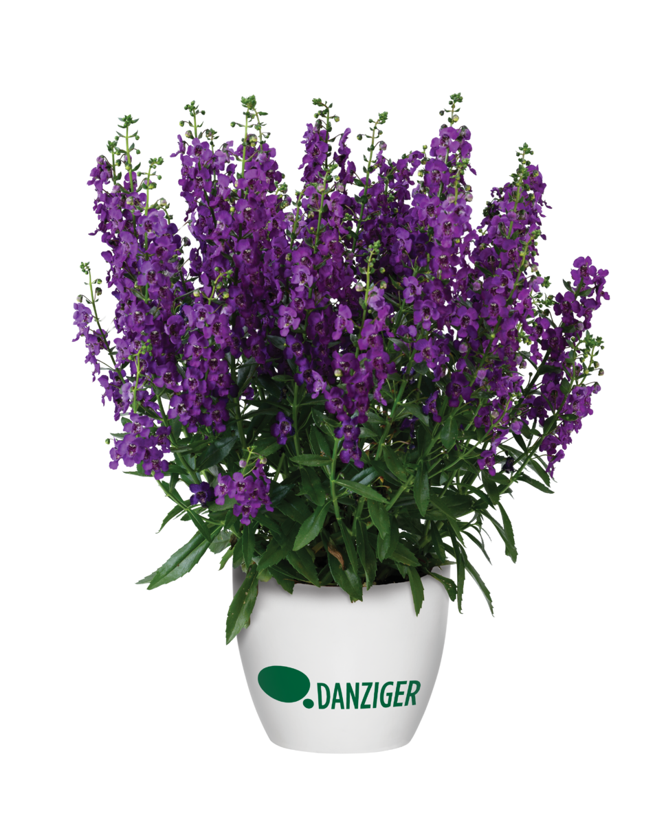 ALONIA™ Purple