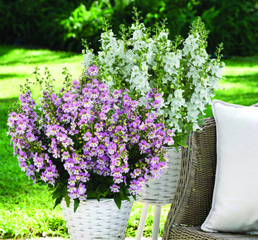 ALONIA™ Big Bicolor Pink Improved