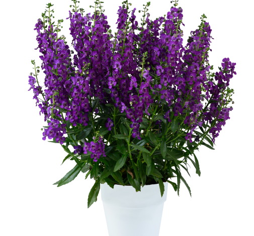 ALONIA™ Purple