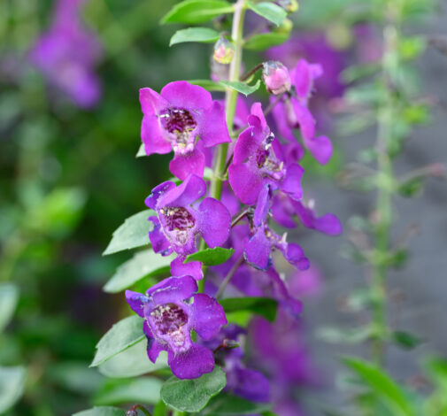 ALONIA™ Purple