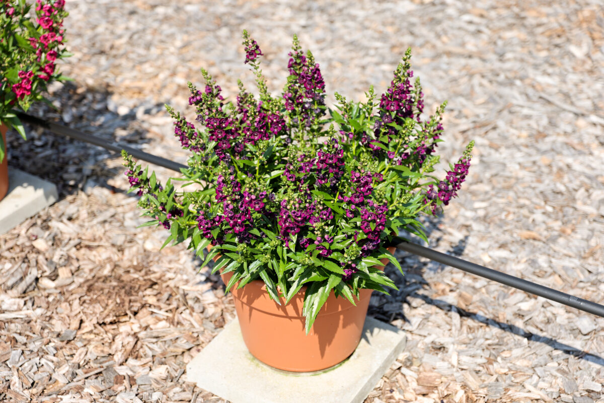 ALONIA™ Big Grape