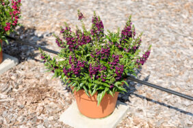 ALONIA™ Big Grape