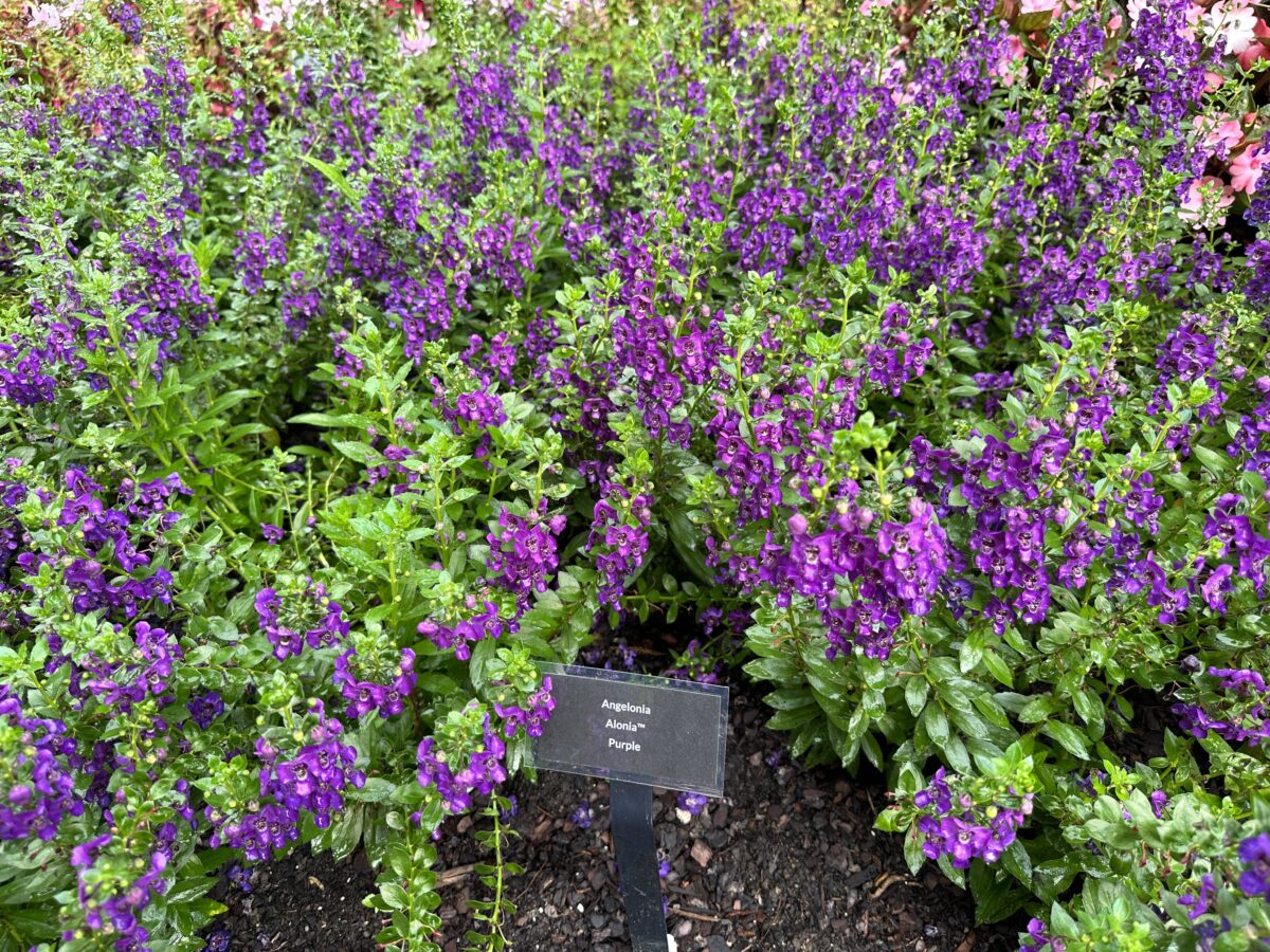 ALONIA™ Purple