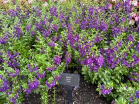ALONIA™ Purple