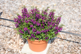 ALONIA™ Purple
