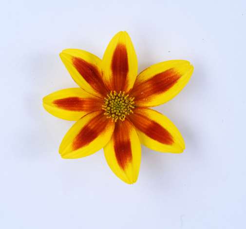 Blazing Star™