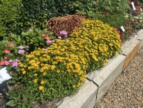 Blazing Star™