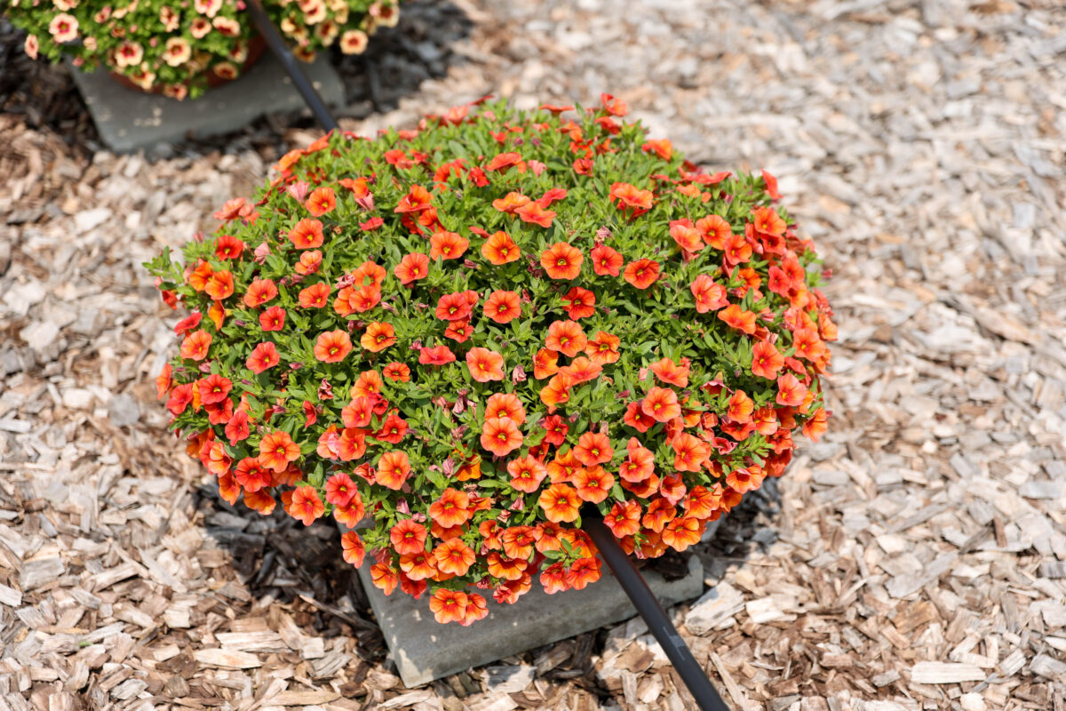 COLIBRI™ Tangerine