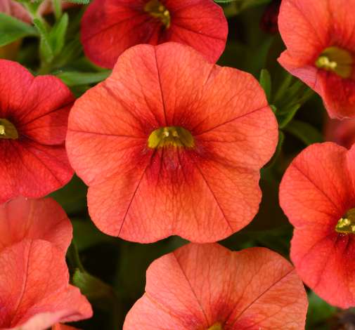 COLIBRI™ Tangerine