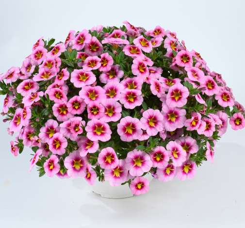 Lia™ Spark Pink