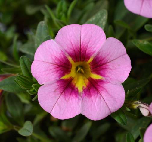 Lia™ Spark Pink