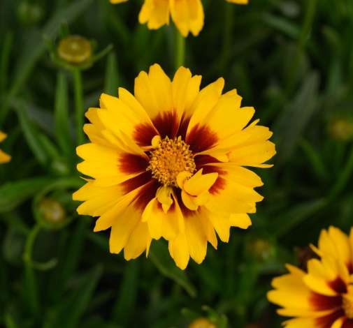 Solanna™ Sunset Bright