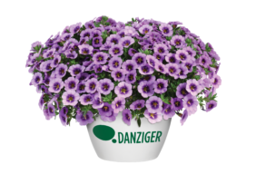 COLIBRI™ Spark Purple