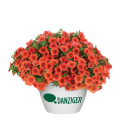 COLIBRI™ Tangerine