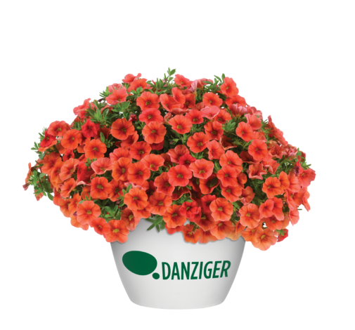 COLIBRI™ Tangerine