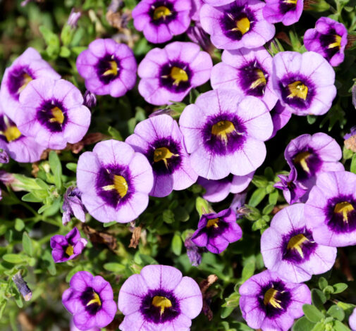 COLIBRI™ Spark Purple