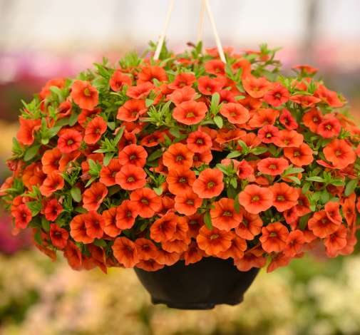 COLIBRI™ Tangerine