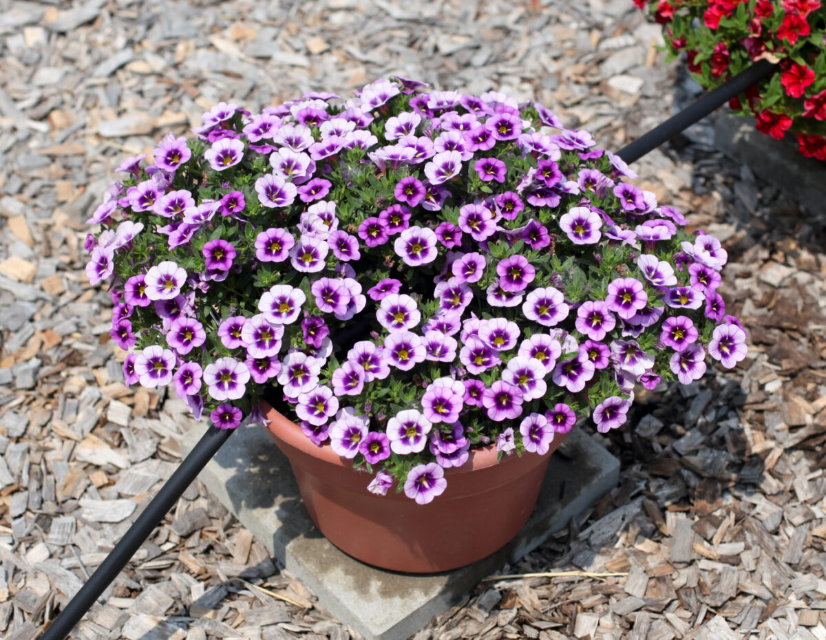 COLIBRI™ Spark Purple