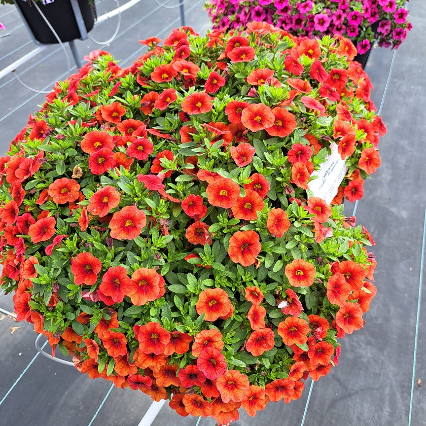 COLIBRI™ Tangerine