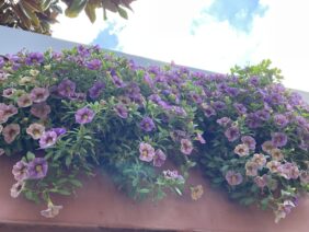OMBRE™ Purple