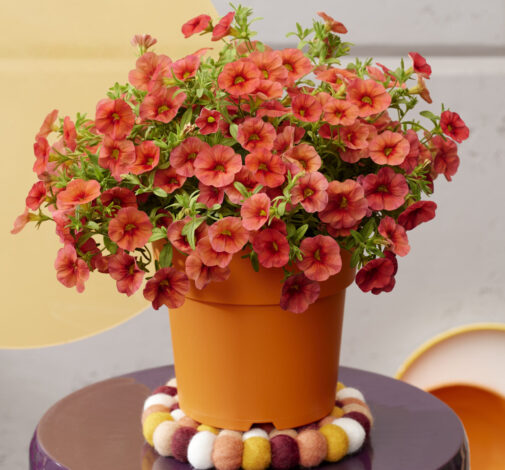 COLIBRI™ Tangerine