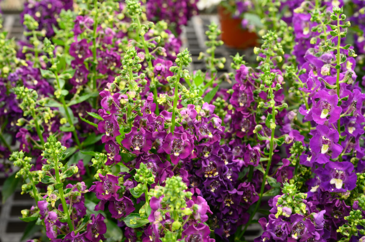 ALONIA™ Big Grape
