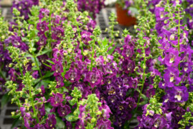 ALONIA™ Big Grape