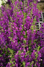 ALONIA™ Purple