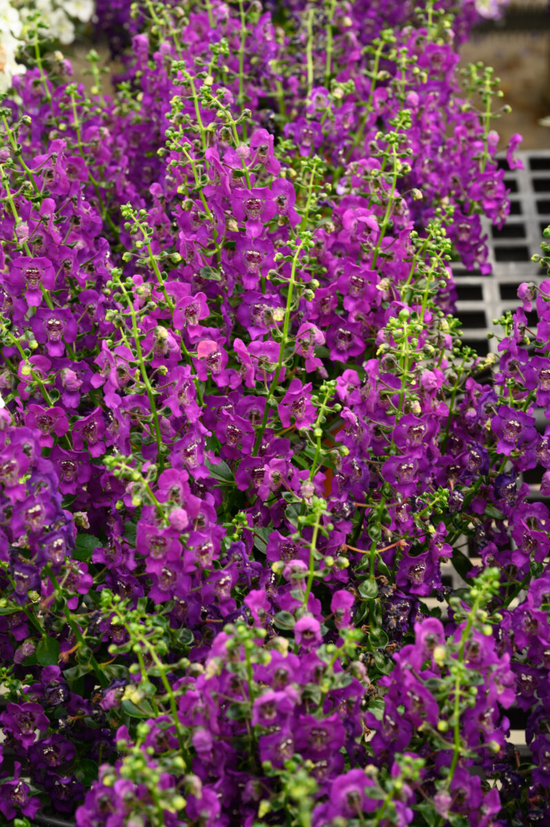 ALONIA™ Purple
