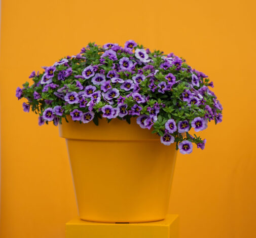 COLIBRI™ Spark Purple