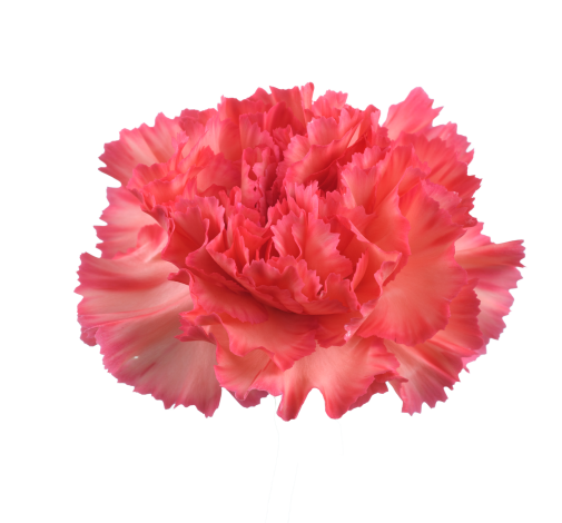 TESORO™ PEACH CHERRY