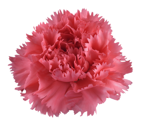 TESORO™ ROUGE PINK